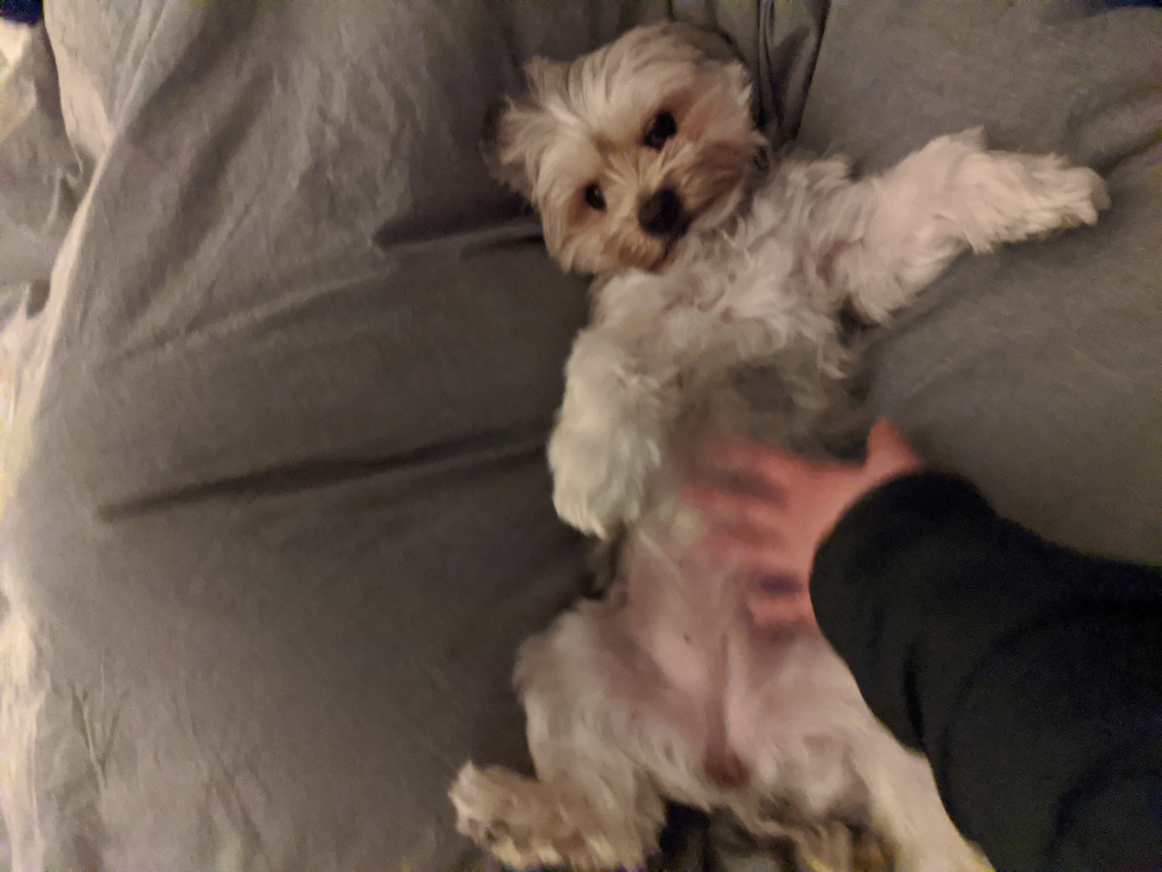 molly's belly rubs