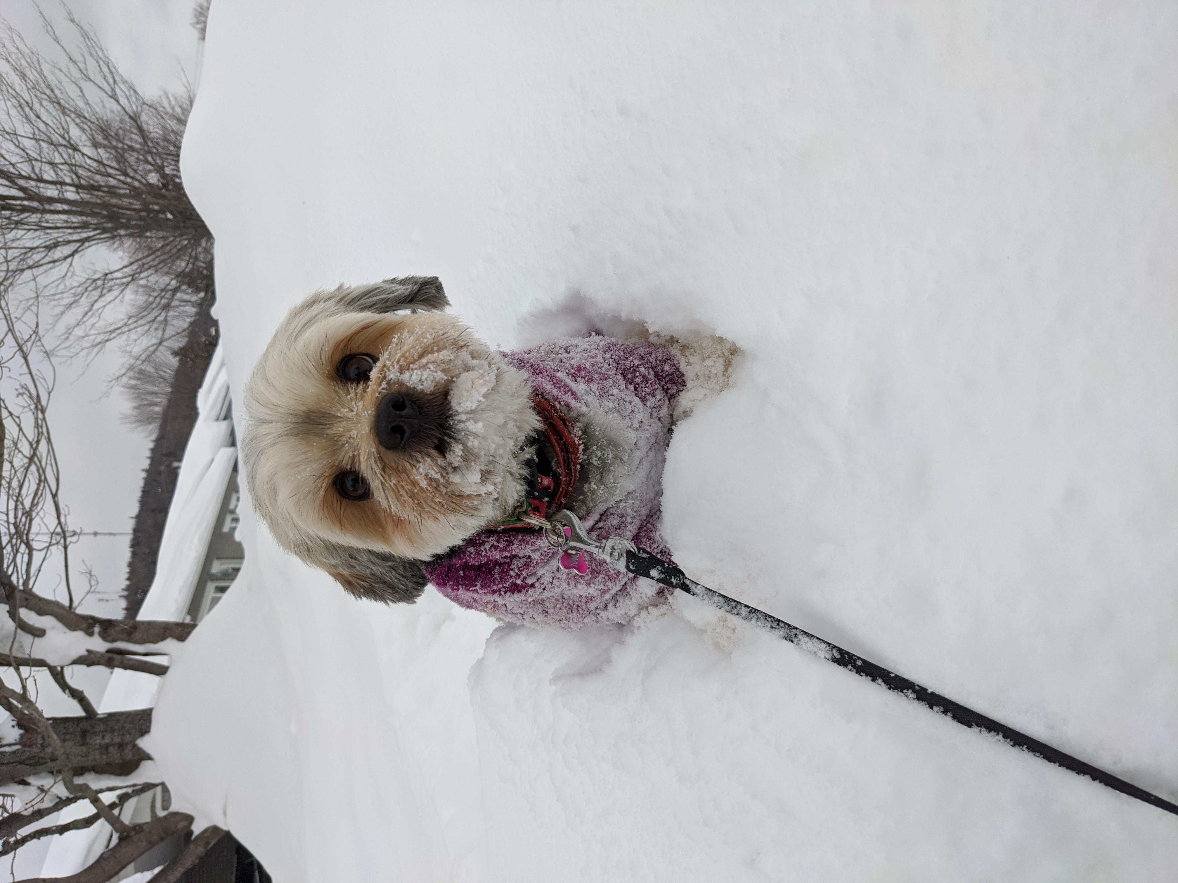 molly in the snow